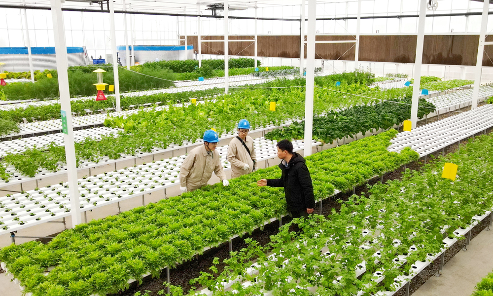国家电网江苏苏州供电公司工作人员到“鱼菜共生”智慧农业企业对接用电需求。